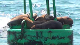 North American Wildlife  California Sea Lion lounging around on a buoy amp on a dock [upl. by Rellia]