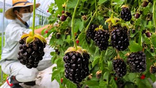 How to Farming Millions Pounds Of Blackberry  Blackberry Cultivation And Harvesting Technique 2023 [upl. by Arayt]