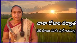 ఈరోజు మా వరి పొలమును చూడడానికి Anjali village vlogs [upl. by Eldwen]