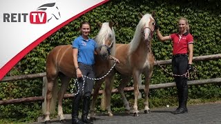 Rasseportrait  Der Haflinger [upl. by Herc570]