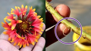 Grow Gaillardia from Cuttings in Water No Seeds Needed [upl. by Leiuqese]