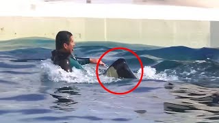 8 Times Orcas Attacked Their Trainers [upl. by Alletse]