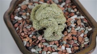 Mammillaria elongata cristata aka Brain Cactus [upl. by Fulmer]