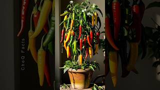 How to Grow Chili Pepper 🌶️ at Home plants shorts satisfying [upl. by Nibroc]