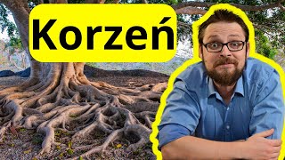 Korzeń organ podziemny rośliny  Budowa pierwotna i wtórna korzenia  Strefy korzeniowe  felogen [upl. by Nosnevets354]