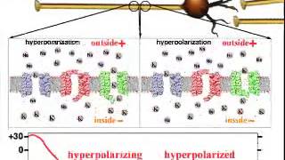 Action Potential Propagation [upl. by Jr]