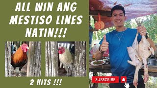 MANOK AY DI GWAPO PERO NAGPAPANALO  BACKYARD BREEDERS  MESTISO LINES [upl. by Notserp]