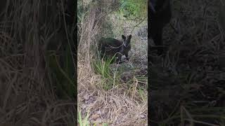 Resident wallaby 2481 Byron Bay Suffolk Park [upl. by Schulze]