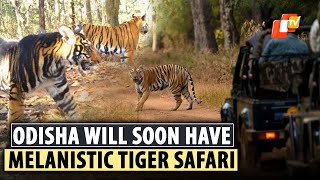 First In The World Melanistic Tiger Safari To Come Up Near Similipal Tiger Reserve In Odisha [upl. by Trinette]