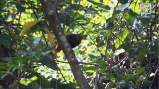 Bay Woodpecker Call in Hong Kong [upl. by Awuhsoj491]