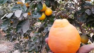 Regardez le Tangélo minneola au Sénégal [upl. by Anaiuq]