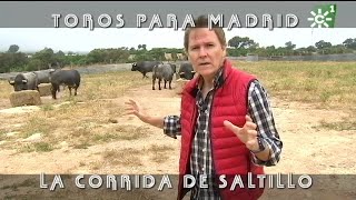 Toros de Saltillo comida previa a la lidia de Madrid ganadería centenaria  Toros desde Andalucía [upl. by Henning]