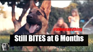 My Dog Still BITES at 6 Months  Dog Training Advice Video  ask me anything [upl. by Siwel]