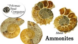 About Ammonites [upl. by Alfeus]