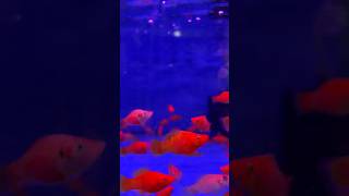 Beauty of Platy fish aquarium foryou [upl. by Odlaniger]