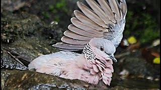 Here is the Dove with open wings 😉🌞 [upl. by Artenahs]