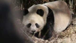 Rare footage captures pandas growling and barking as they crash through bamboo to a woo a mate [upl. by Ellette]