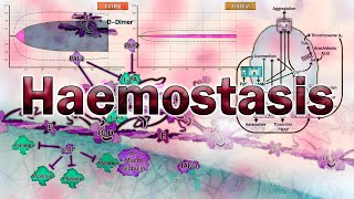 Haemostasis  Physiology and Assessment [upl. by Bihas]