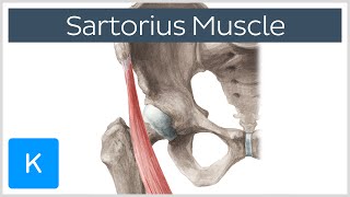 Sartorius Muscle  Origin Insertion Innervation amp Actions  Anatomy  Kenhub [upl. by Hiro]