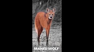 Animal wildlife  The Maned Wolf wolf or fox shorts [upl. by Weslee]