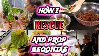 How To Propagate Begonias Part 1  Simple Method [upl. by Nairb963]