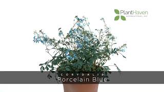 PlantHaven 360 Video  Corydalis HILLIER™ ‘Porcelain Blue’ [upl. by Nahgaem727]