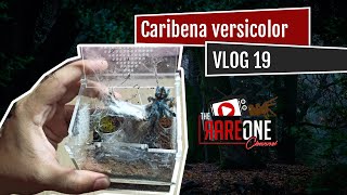 Vlog 19 Caribena versicolor care and rehousing [upl. by Sig]