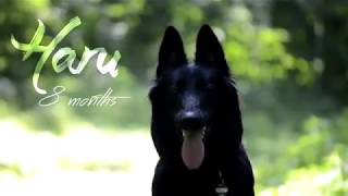 Haru 8 months Belgian Shepherd Groenendael [upl. by Yssis480]