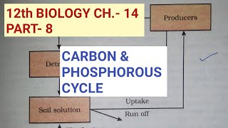 Class 12 biology chapter 14Part 8Carbon and phosphorous cycleStudy with Farru [upl. by Siulesoj]