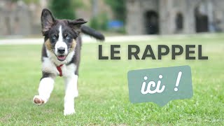 Apprendre le RAPPEL facilement à ton CHIOT [upl. by Bryan420]