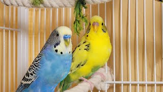 12 Hr If your budgies don’t chirp playing this video will help lonely parakeet bird start to chirp [upl. by Ahterod499]