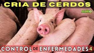 CÓMO ELUDIR ENFERMEDADES AL CRIAR CERDOS [upl. by Arvie]