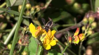 MEGACHILE  Megachilidae  Abeille Solitaire  BRUITX [upl. by Nilesoj]