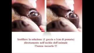 Modalità per applicazione collirio o pomata su animali domestici [upl. by Olivette]