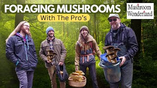 Wild Mushroom Scouting with the Pros Adam DeLeo Drew Ryan Tim Hartman and Aaron Hilliard [upl. by Natsuj229]