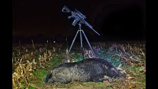 Solo Boar in the Cut Corn Field [upl. by Inaej]