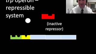 Prokaryotic regulation of gene expression [upl. by Iinde]