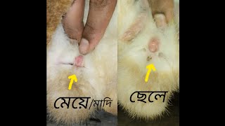 খরগোশ ছেলেমেয়ে চিনবো কিভাবে 🤷‍♂️How to decided rabbits Male or femae rabbit bunny animals [upl. by Krista997]