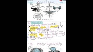 Lecture 6 Part 2 Animal Kingdom Annelida Arthropoda Echinodermata Mollusca [upl. by Tarah188]