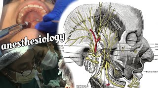 Dental Anesthesiology  Armamentarium amp Blocking Techniques 🦷💉 [upl. by Enirehtak]