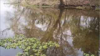 Bluegill love grass shrimp [upl. by Gebhardt910]