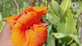 Beginners Guide to canna lilly propagation How to grow and multiply canna indica plants with flowers [upl. by Arnelle652]