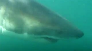 The Ultimate Great White Shark Experience – Part 2 of 3 – Africa  August 27 2006 [upl. by Reinertson811]