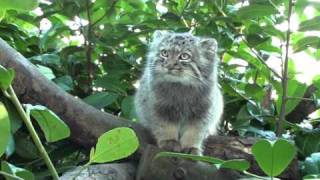 WHF Pallas Cat Kittens  at 4 months old [upl. by Chapell390]