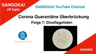 Dinoflagellaten Dinos im Meerwasser Aquarium CoronaQuarantäneÜberbrückungsvideo CQÜV [upl. by Larkins]