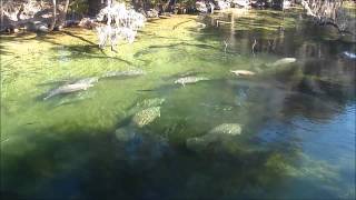 Manatees Big Splash [upl. by Marguerita]