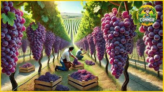 American Farmers Harvest Millions of Tons Grapes This Way  Produces World Famous Wines [upl. by Naples]