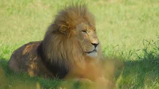 Top 5 Lion Species on Earth [upl. by Schott]