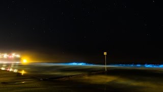 Bioluminescence Manly [upl. by Eclud]