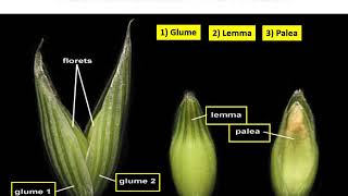 Family Poaceae Graminae Avena sativa jai [upl. by Aneahs185]